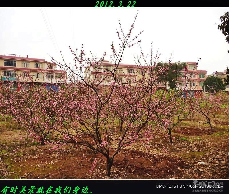 为何桃花节与油茶节同一天举办？267 / 作者:平安大叔 / 帖子ID:12504