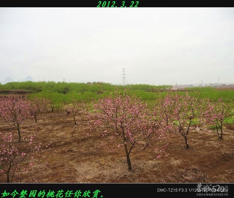 为何桃花节与油茶节同一天举办？140 / 作者:平安大叔 / 帖子ID:12504