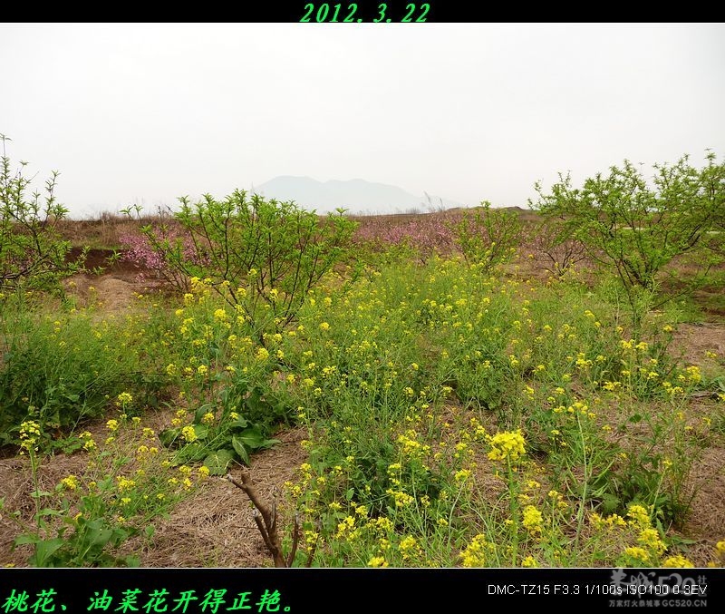 为何桃花节与油茶节同一天举办？726 / 作者:平安大叔 / 帖子ID:12504