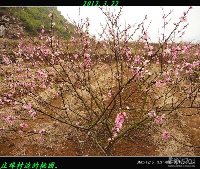 为何桃花节与油茶节同一天举办？687 / 作者:平安大叔 / 帖子ID:12504