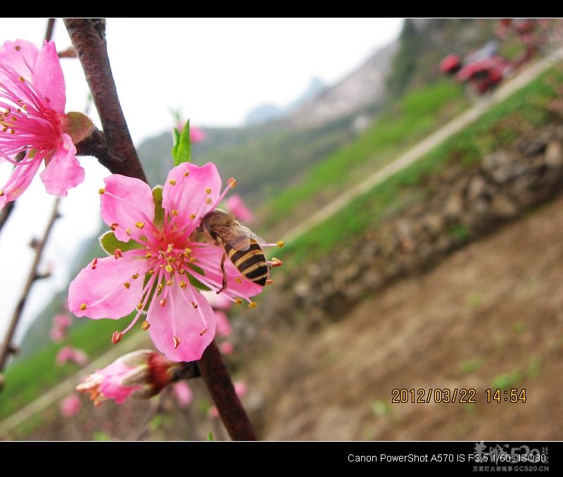 为何桃花节与油茶节同一天举办？403 / 作者:平安大叔 / 帖子ID:12504