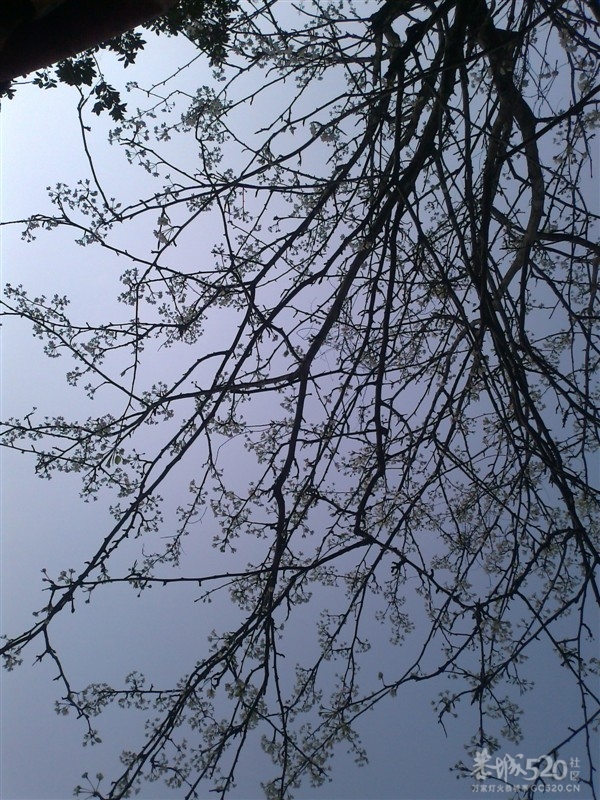 三月三733 / 作者:乐乐 / 帖子ID:12910