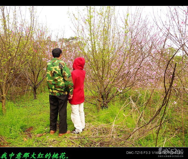 平安大叔去桃花林泡妞、你泡了木有？0 / 作者:平安大叔 / 帖子ID:12966