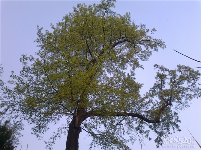 冬去春来272 / 作者:乐乐 / 帖子ID:13043