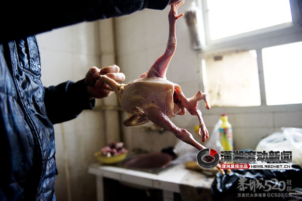 超市买到四条腿的鸡 专家称无危害你敢吃吗？454 / 作者:小雨点 / 帖子ID:13048