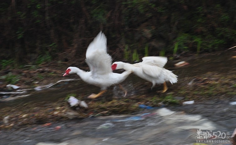 不要这样吗？人家不愿意265 / 作者:小雨点 / 帖子ID:13056
