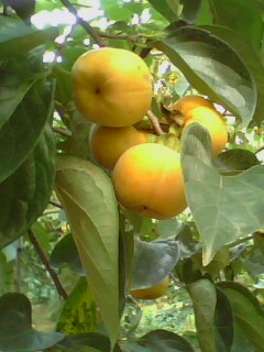 有些恭城人的素质低到这种程度467 / 作者:纠结＆一生 / 帖子ID:12919