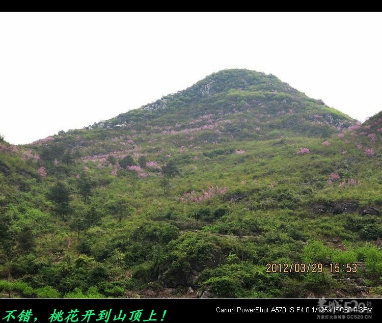 好大的朴葱、好高的桃花！592 / 作者:平安大叔 / 帖子ID:13233