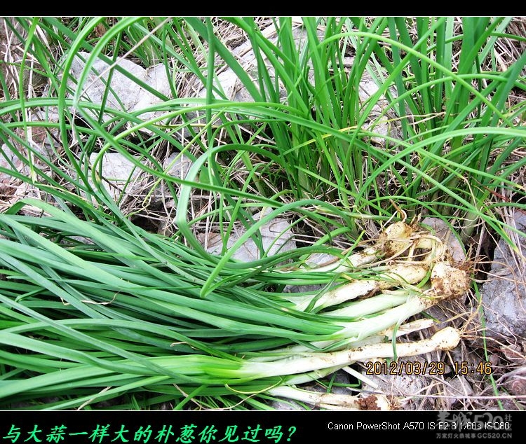 好大的朴葱、好高的桃花！266 / 作者:平安大叔 / 帖子ID:13233