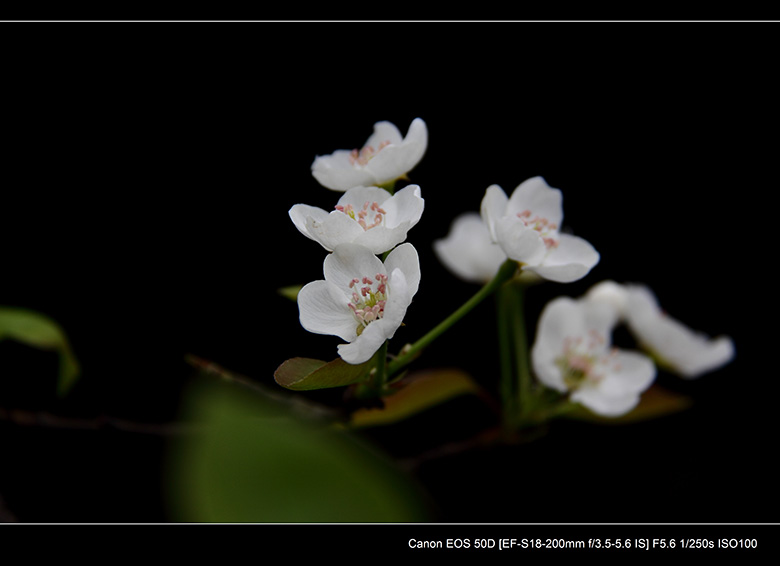 2012花间集--桃梨争艳912 / 作者:探路者 / 帖子ID:13248