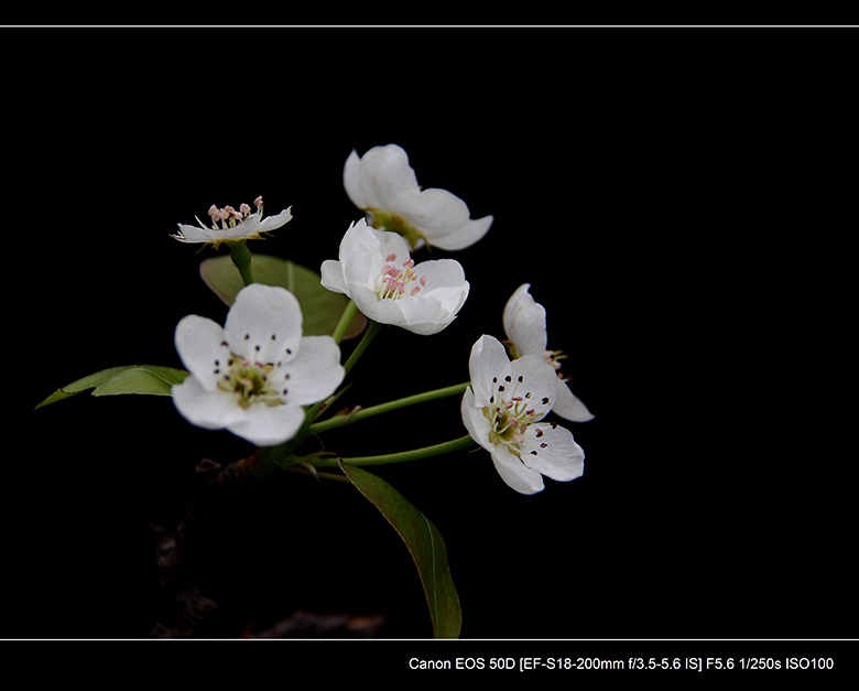 2012花间集--桃梨争艳525 / 作者:探路者 / 帖子ID:13248