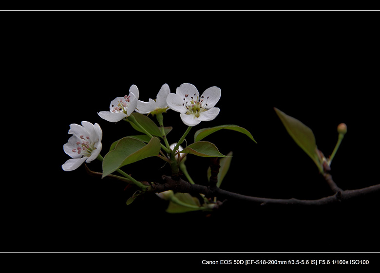 2012花间集--桃梨争艳559 / 作者:探路者 / 帖子ID:13248