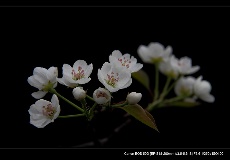 2012花间集--桃梨争艳86 / 作者:探路者 / 帖子ID:13248
