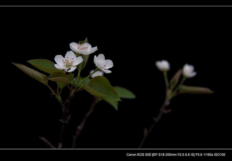 2012花间集--桃梨争艳112 / 作者:探路者 / 帖子ID:13248