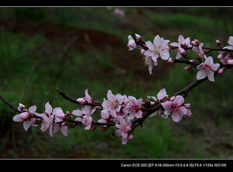 2012花间集--桃梨争艳896 / 作者:探路者 / 帖子ID:13248
