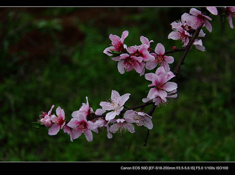 2012花间集--桃梨争艳377 / 作者:探路者 / 帖子ID:13248