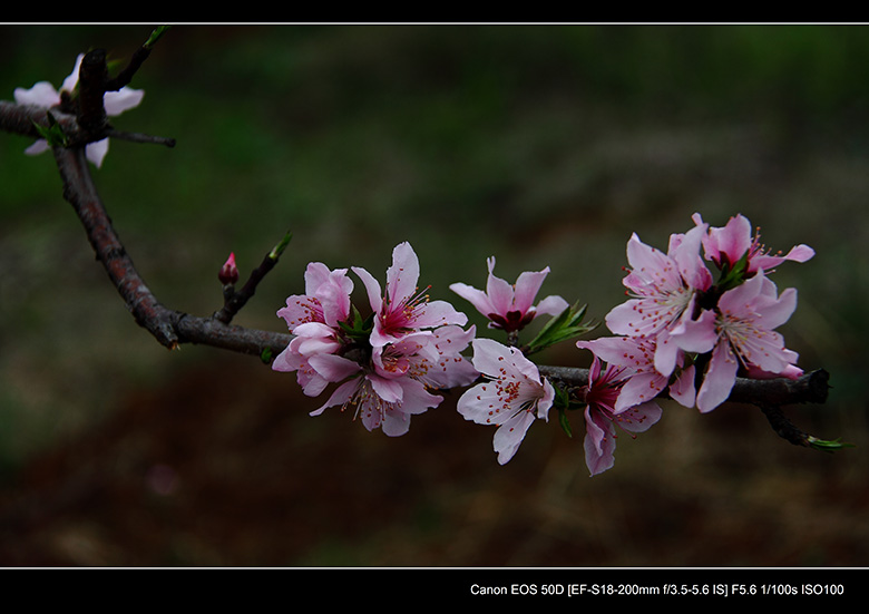 2012花间集--桃梨争艳744 / 作者:探路者 / 帖子ID:13248