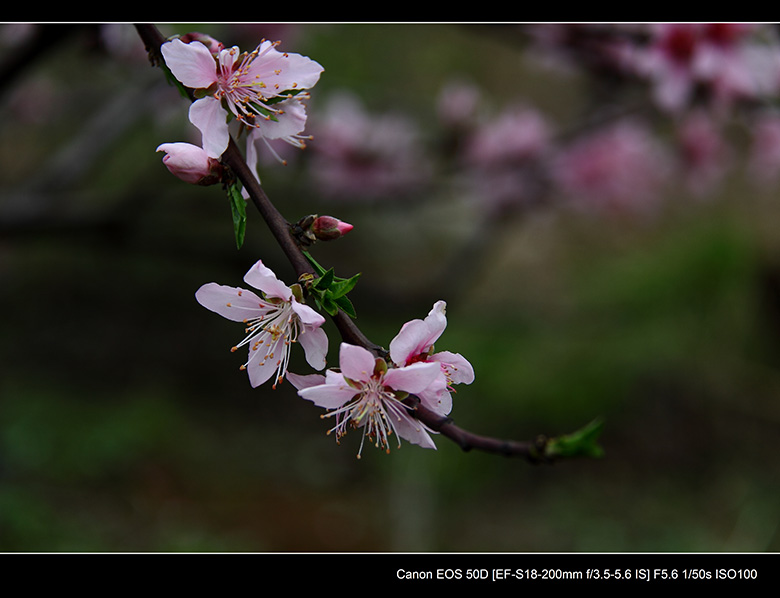 2012花间集--桃梨争艳838 / 作者:探路者 / 帖子ID:13248