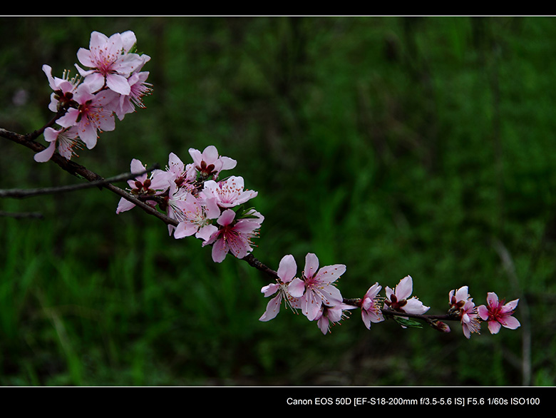 2012花间集--桃梨争艳728 / 作者:探路者 / 帖子ID:13248