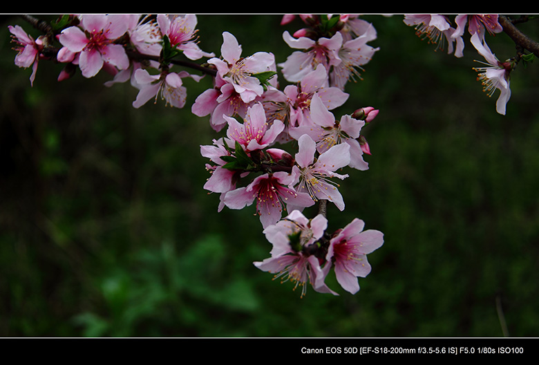 2012花间集--桃梨争艳766 / 作者:探路者 / 帖子ID:13248