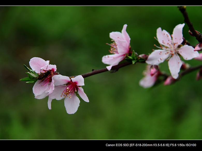 2012花间集--桃梨争艳124 / 作者:探路者 / 帖子ID:13248