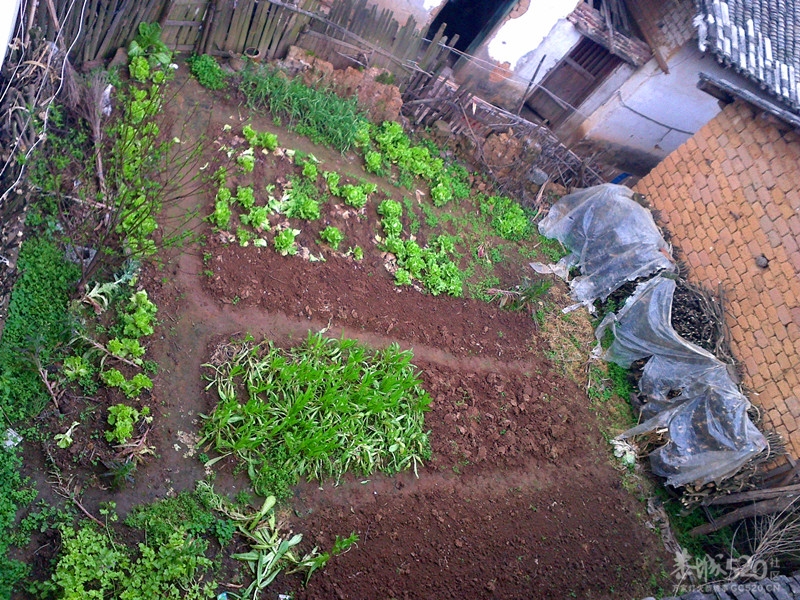 老家门前菜园和几百米外的鱼塘748 / 作者:小紫 / 帖子ID:13384