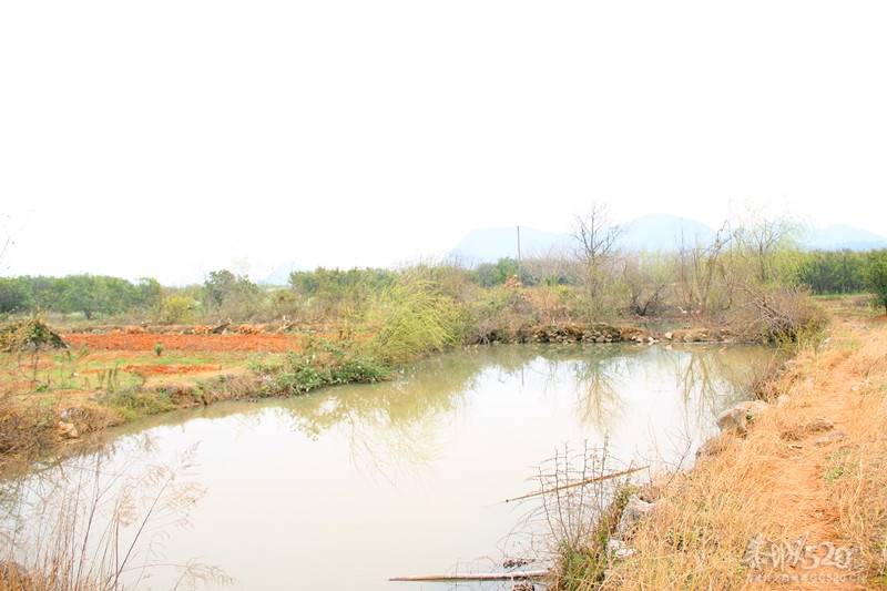 老家门前菜园和几百米外的鱼塘917 / 作者:小紫 / 帖子ID:13384