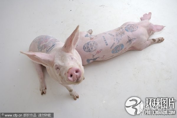 艺术家为猪纹身猪皮可卖百万257 / 作者:矮木劈山 / 帖子ID:13440