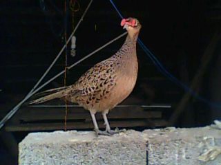 踩飞咯8 / 作者:麻蛋 / 帖子ID:13452