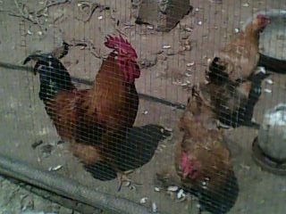 踩飞咯580 / 作者:麻蛋 / 帖子ID:13452