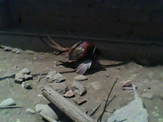 踩飞咯397 / 作者:麻蛋 / 帖子ID:13452