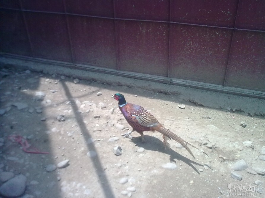 踩飞咯360 / 作者:麻蛋 / 帖子ID:13452