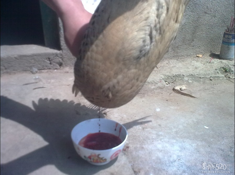 踩飞咯358 / 作者:麻蛋 / 帖子ID:13452