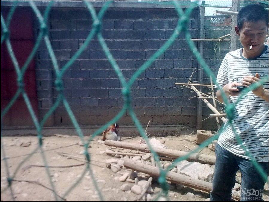 踩飞咯434 / 作者:麻蛋 / 帖子ID:13452