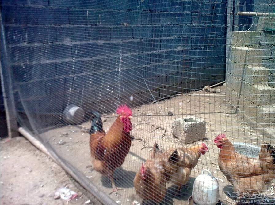 踩飞咯773 / 作者:麻蛋 / 帖子ID:13452