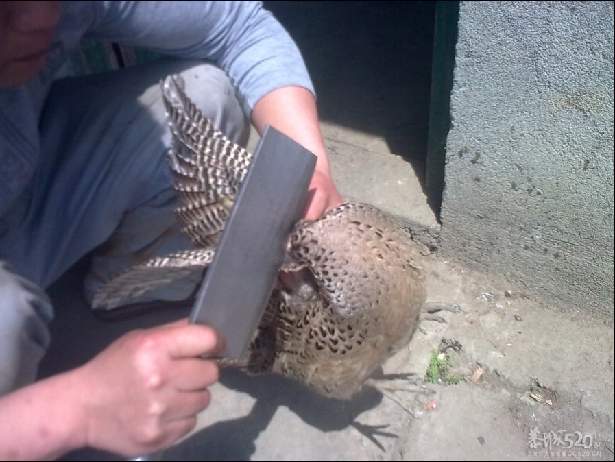 踩飞咯442 / 作者:麻蛋 / 帖子ID:13452