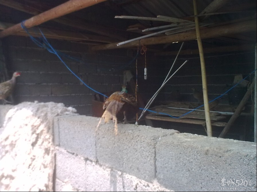 踩飞咯898 / 作者:麻蛋 / 帖子ID:13452