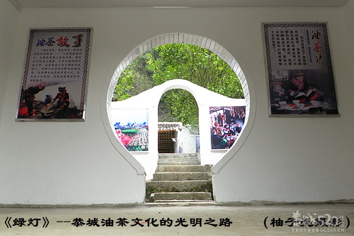 昨天下午去邓扒拍到关于恭城油茶895 / 作者:柚子壳※ / 帖子ID:13247