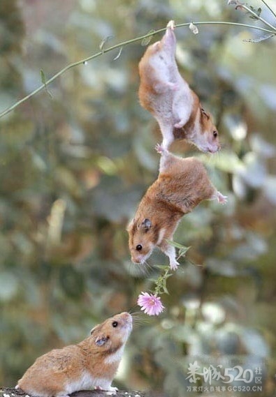 友情与爱情127 / 作者:小豆子 / 帖子ID:13642