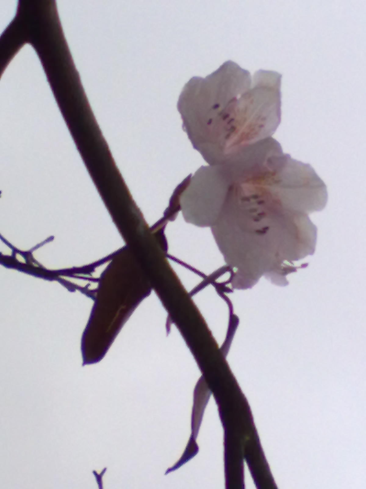 清明节回三江的收获737 / 作者:自己主宰 / 帖子ID:13743