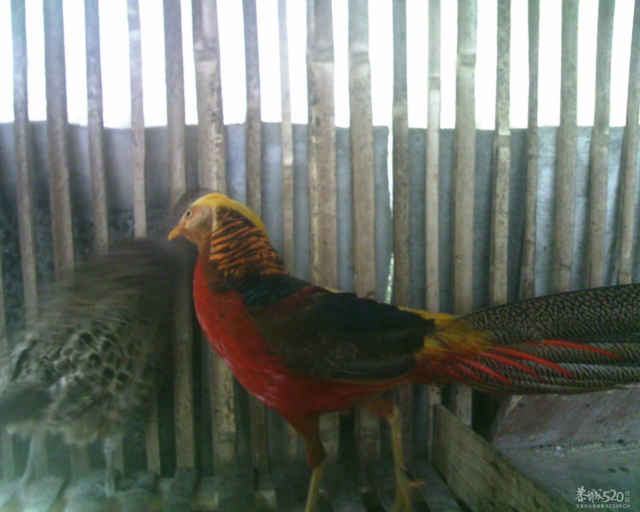 看看这是什么鸟崽257 / 作者:排散 / 帖子ID:13812