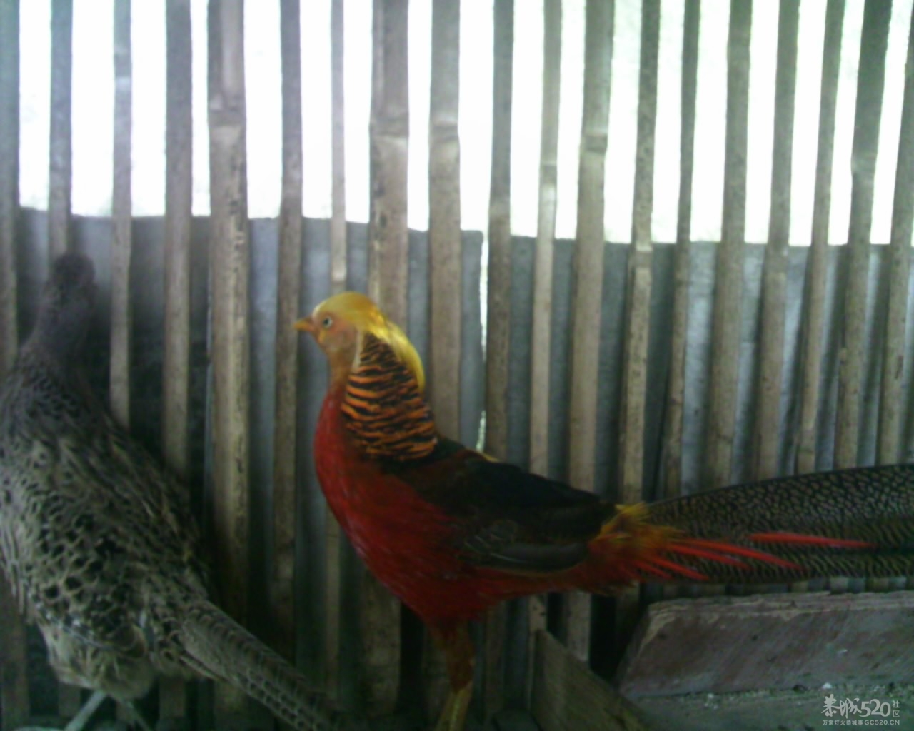 看看这是什么鸟崽528 / 作者:排散 / 帖子ID:13812