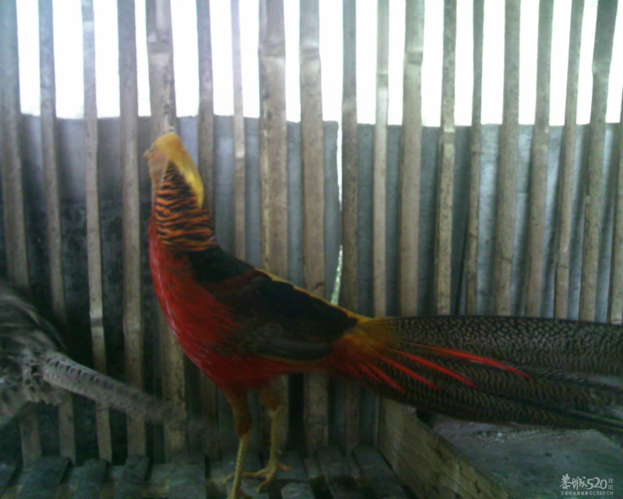 看看这是什么鸟崽160 / 作者:排散 / 帖子ID:13812