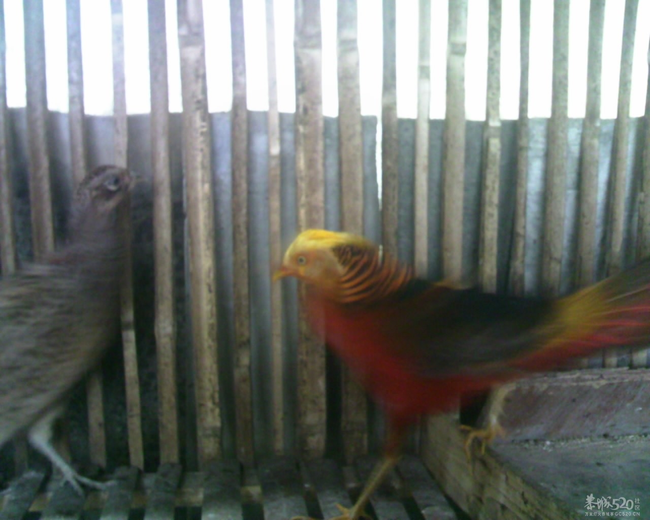 看看这是什么鸟崽856 / 作者:排散 / 帖子ID:13812