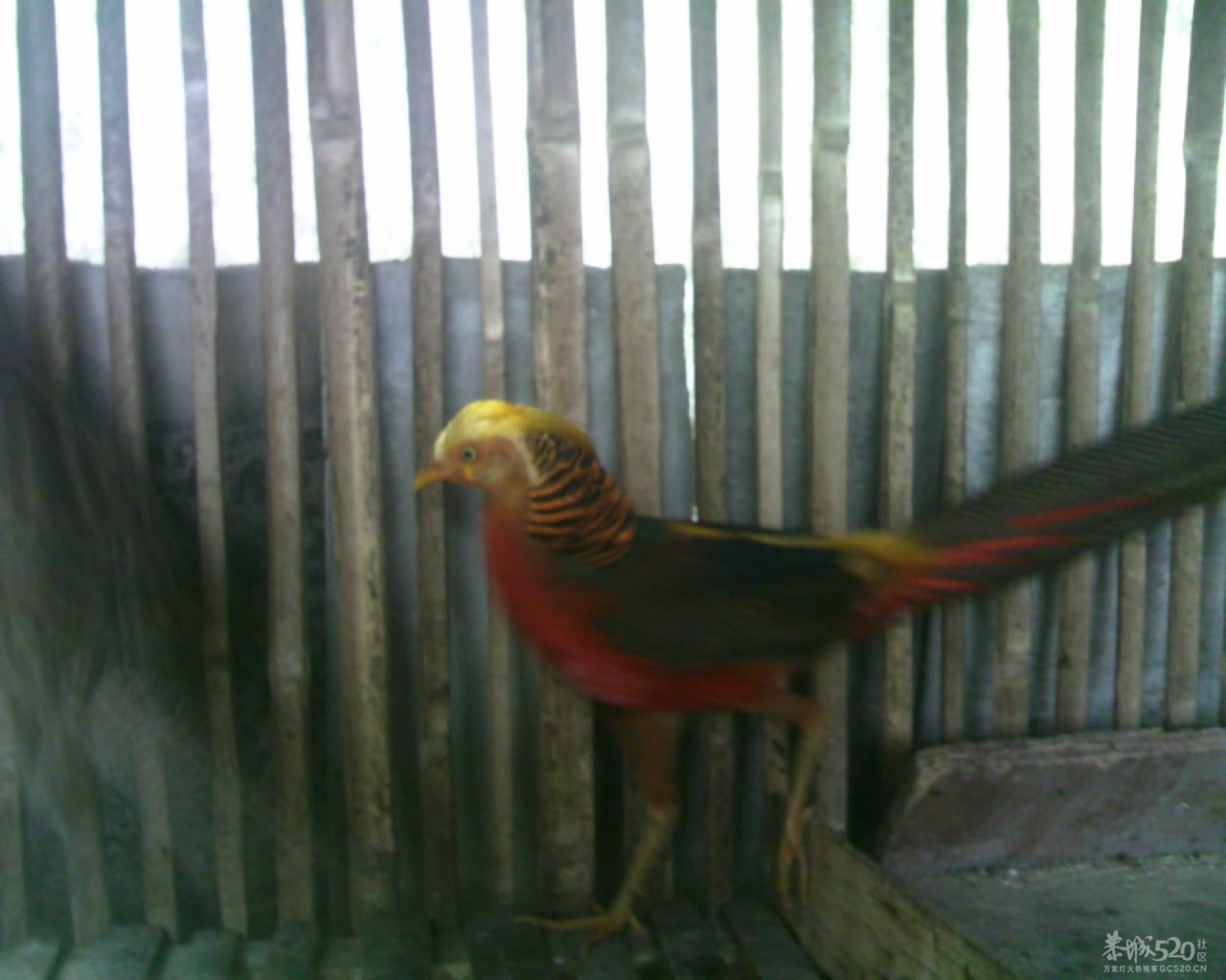 看看这是什么鸟崽649 / 作者:排散 / 帖子ID:13812