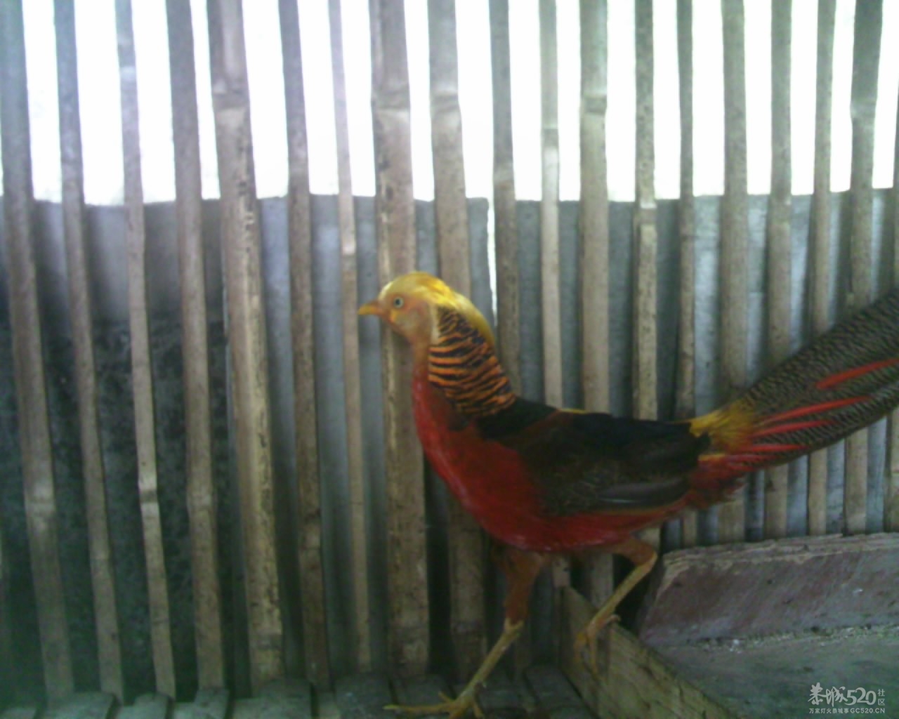 看看这是什么鸟崽210 / 作者:排散 / 帖子ID:13812