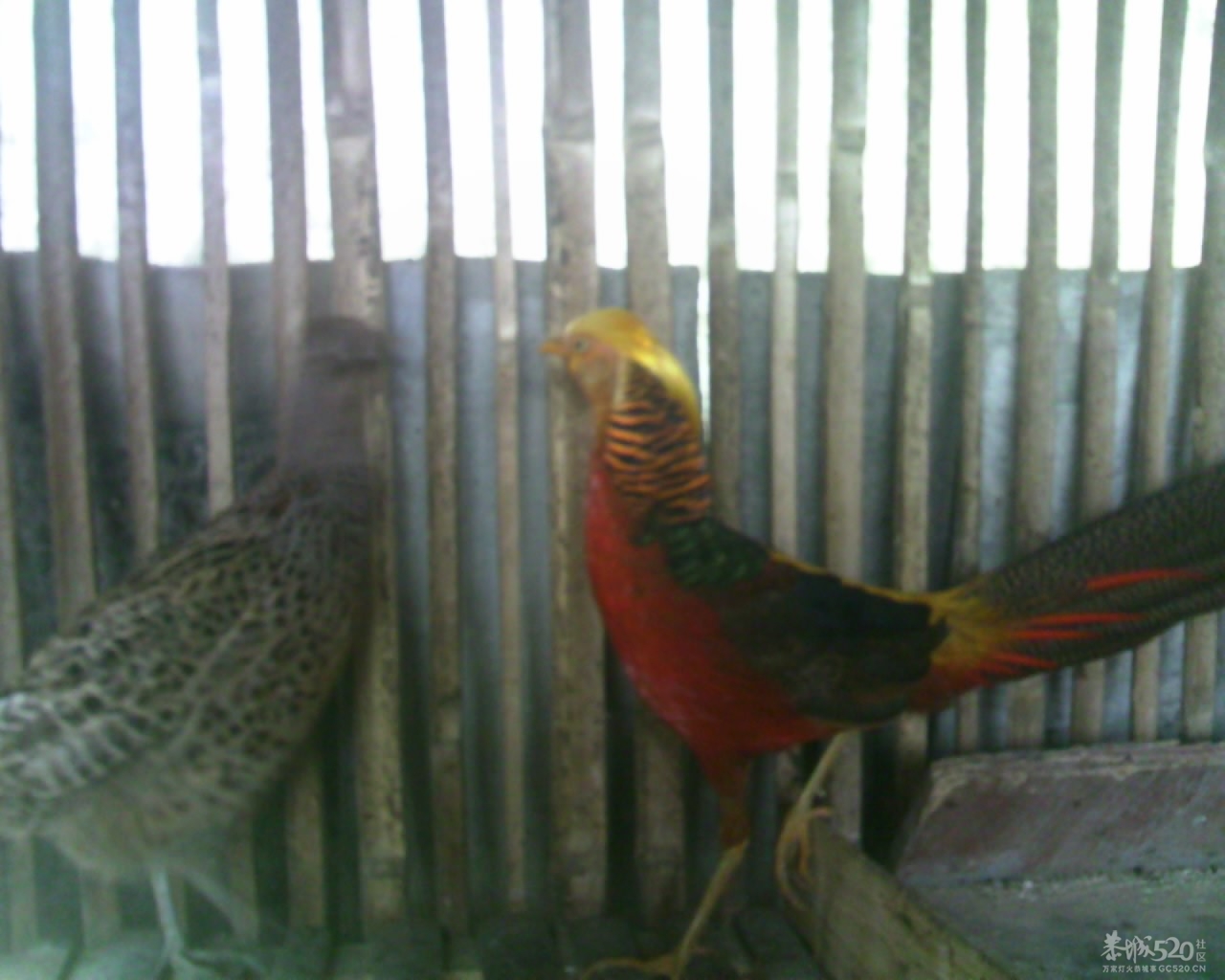 看看这是什么鸟崽135 / 作者:排散 / 帖子ID:13812