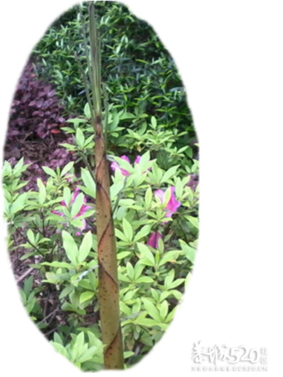 日头才出山笋子才爆芽262 / 作者:大叔快乐 / 帖子ID:13985