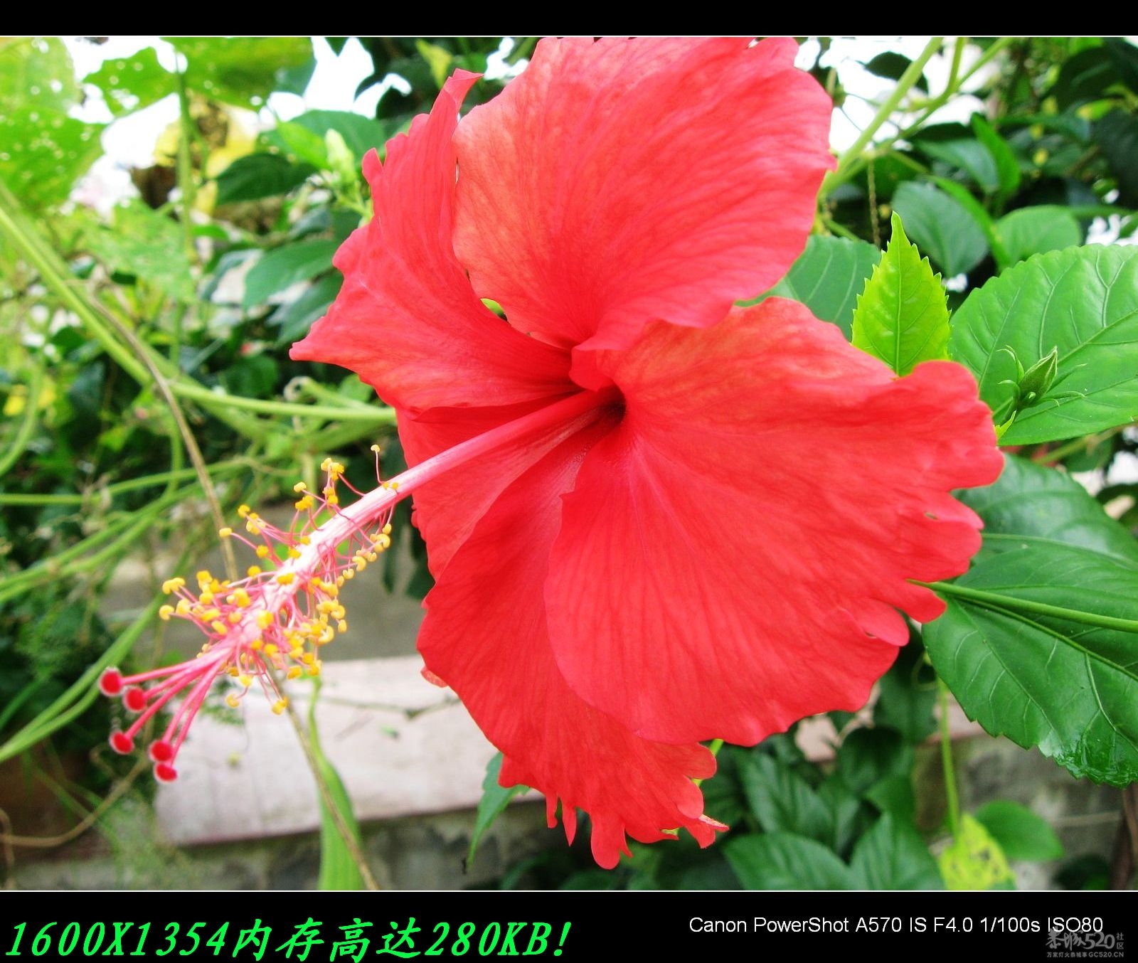 怎样加快上传图片速度及巧发图272 / 作者:平安大叔 / 帖子ID:14287