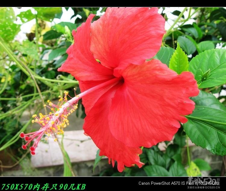 怎样加快上传图片速度及巧发图508 / 作者:平安大叔 / 帖子ID:14287